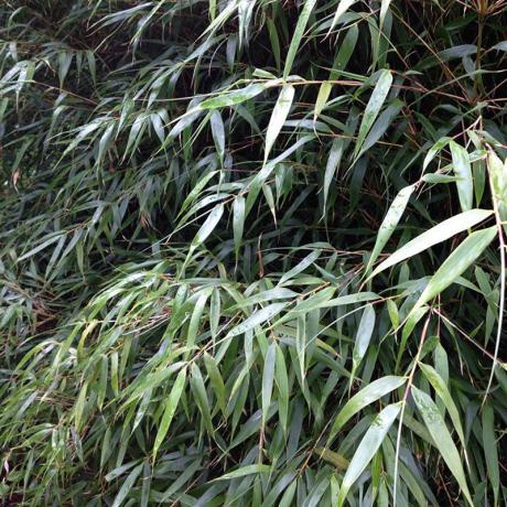 FARGESIA RUFA – Scottish Bamboo