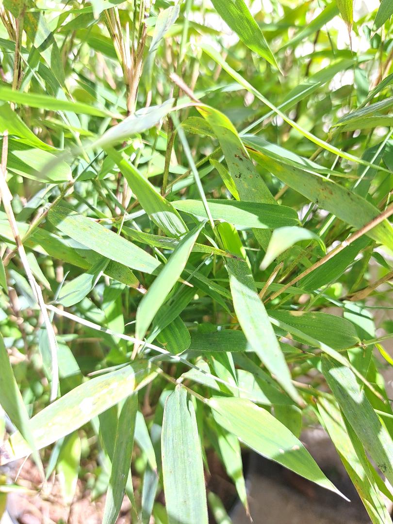 bambus fargesia murielae green bamboo FARGESIA ANGUSTISSIMA C5 – Scottish Bamboo