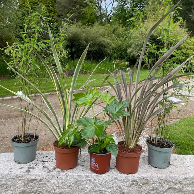Plant Bundles