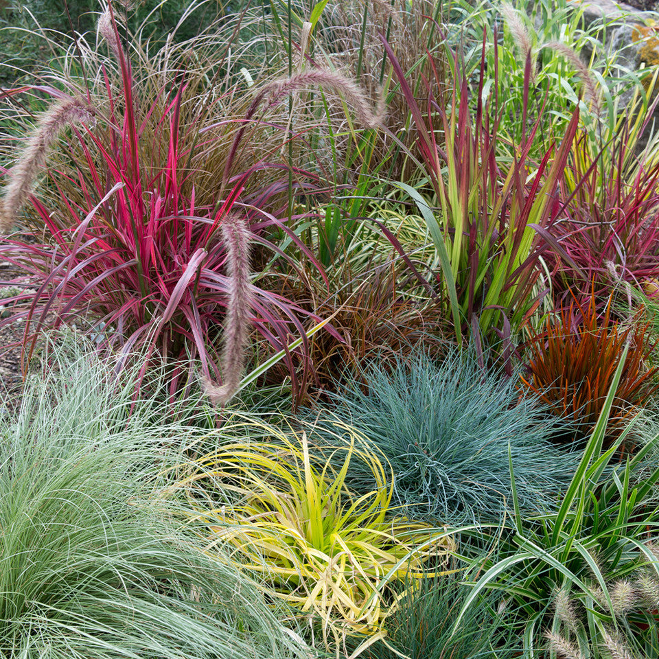 Ferns and Grasses (Coming Soon!)