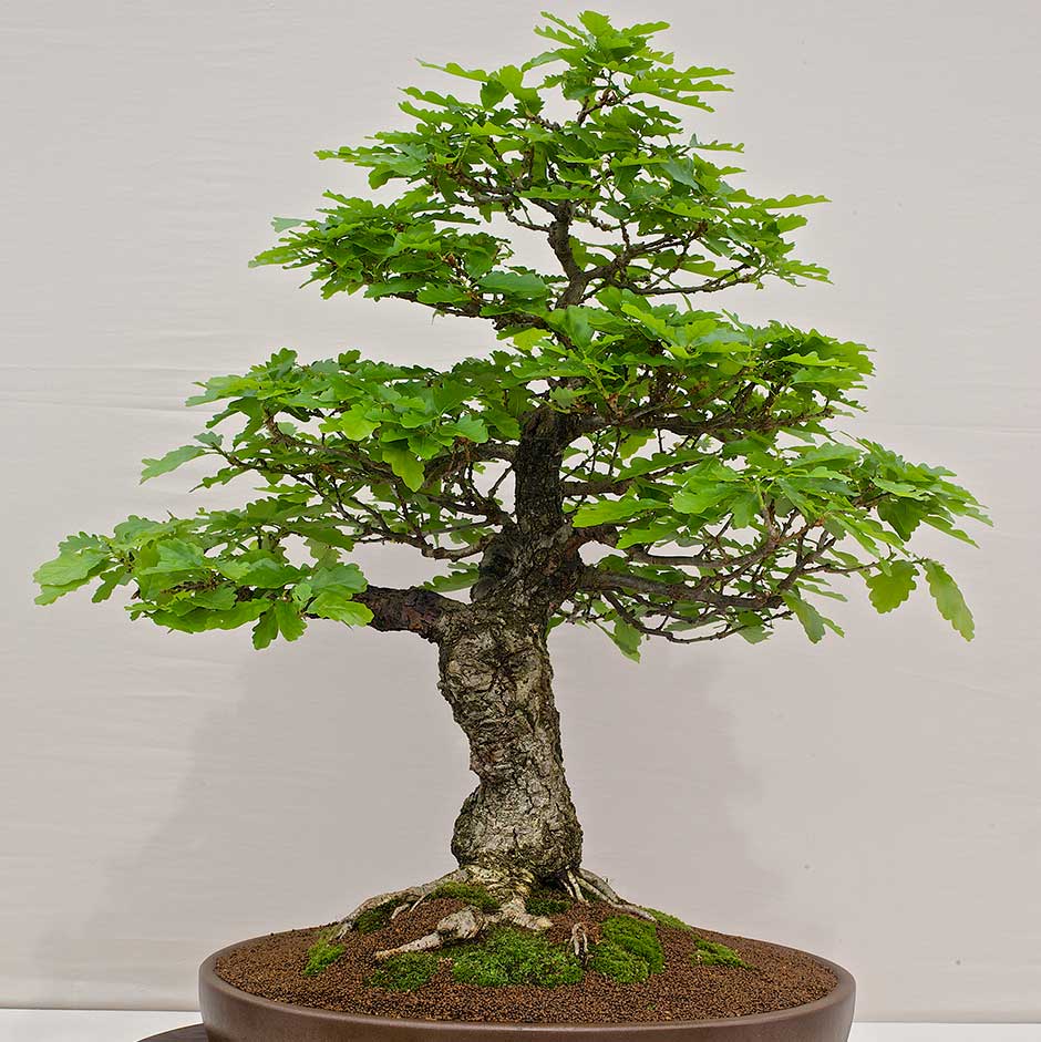 Outdoor Bonsai  (Coming Soon!)