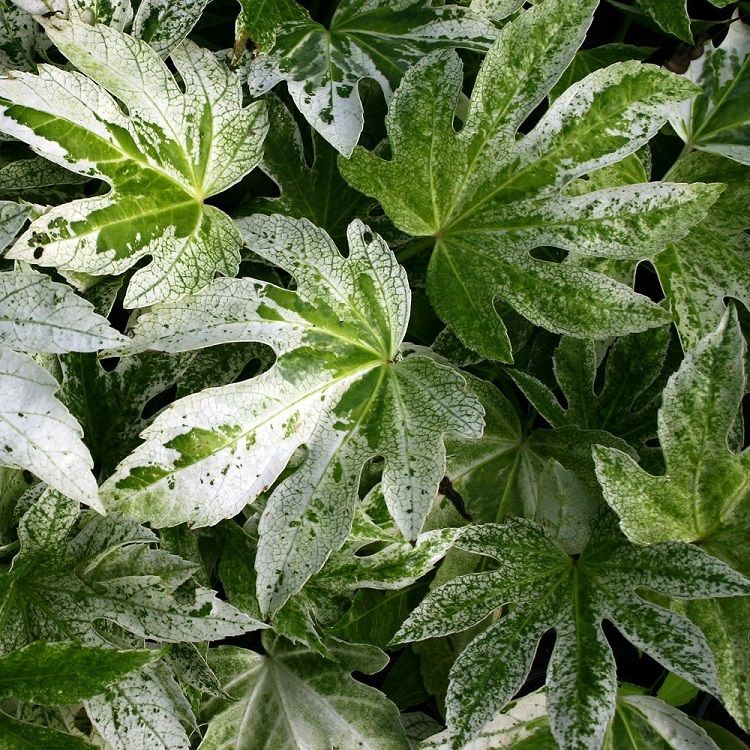 Other Plants, Trees and Shrubs