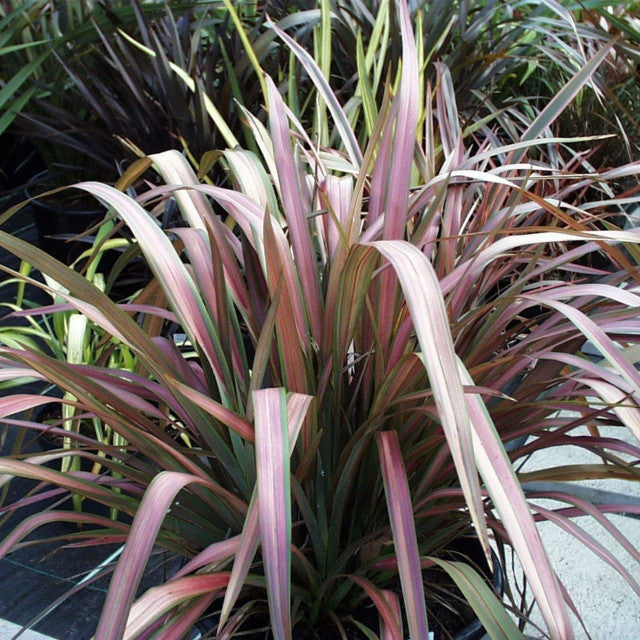 Phormium Sundowner (Flax Lily)