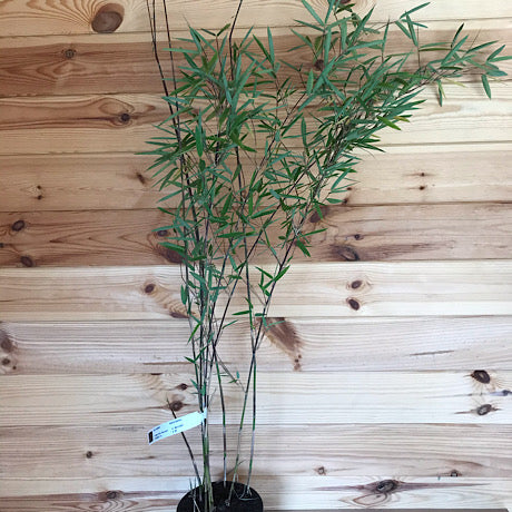 FARGESIA NITIDA 'Black Pearl'