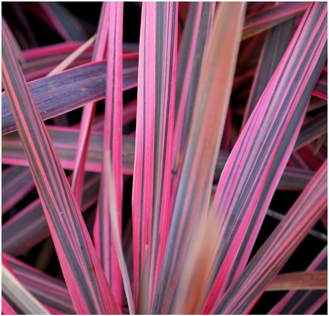 Phormium Sundowner (Flax Lily)