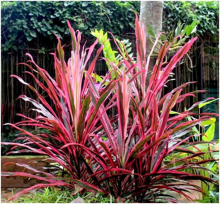 Cordyline Southern Splendour (Cabbage Palm)