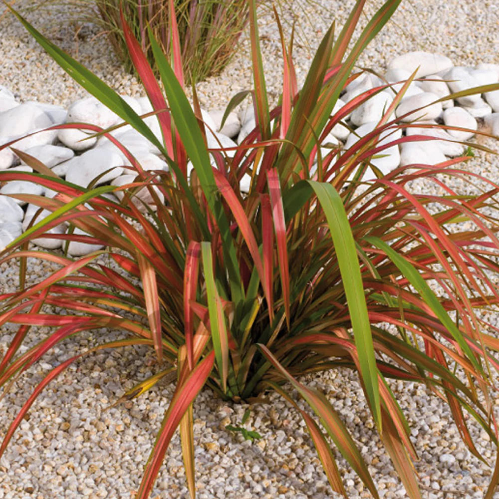 Phormium Jester  (New Zealand Flax)