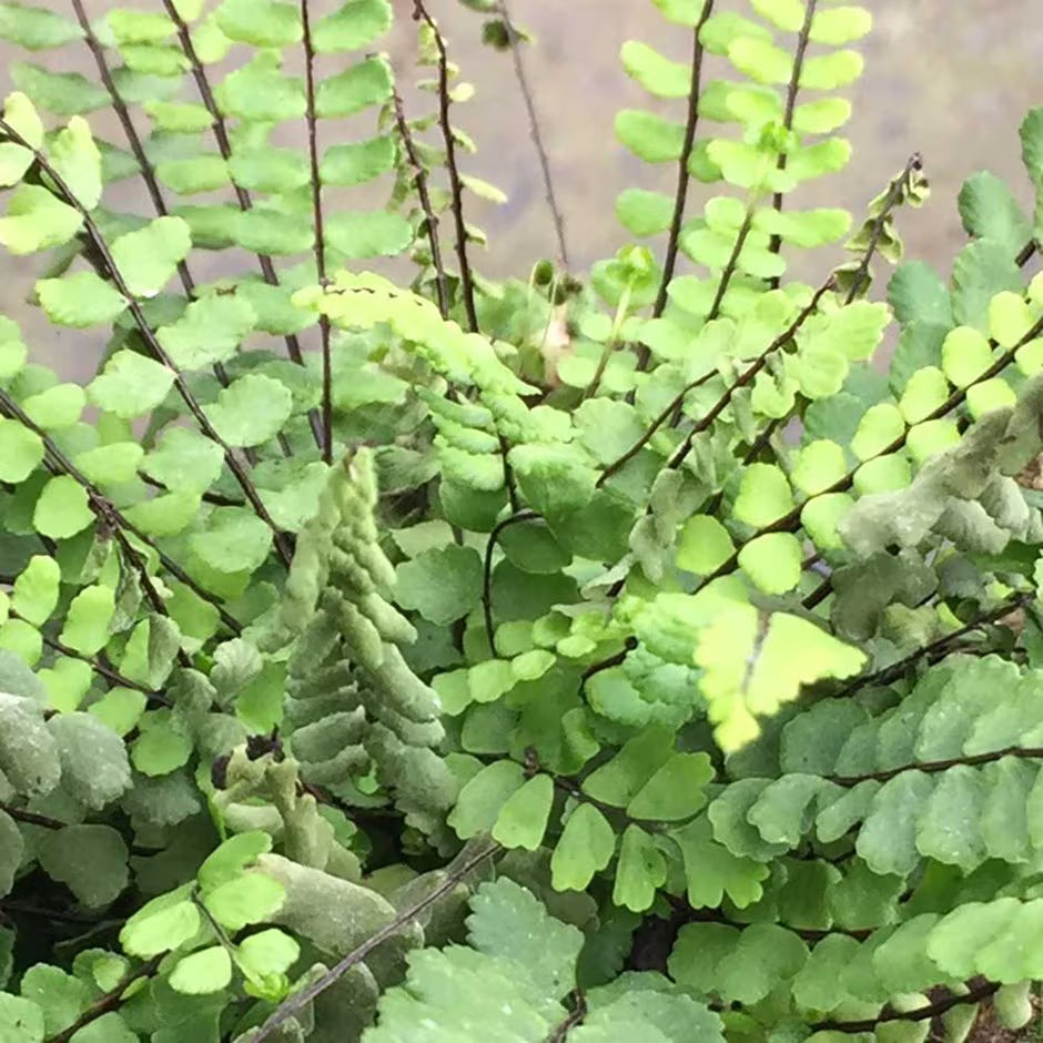ASPLENIUM TRICHOMANES  'Maidenhair Spleenwort'