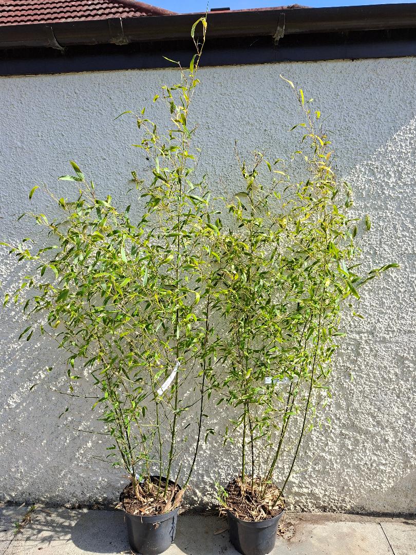 PHYLLOSTACHYS ATROVAGINATA 'Incense Bamboo'   -   10 LITRE