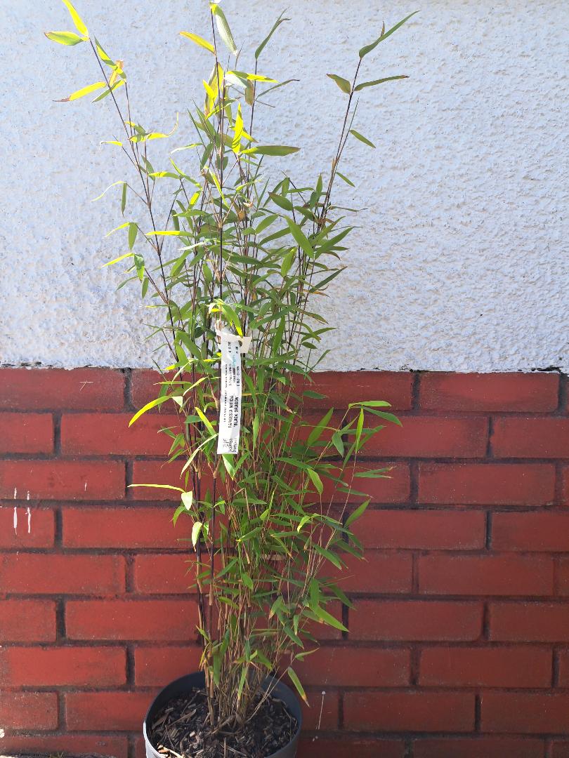 FARGESIA NITIDA 'BLACK DRAGON'