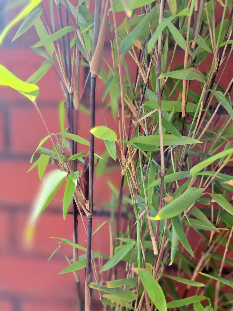 FARGESIA NITIDA 'BLACK DRAGON'