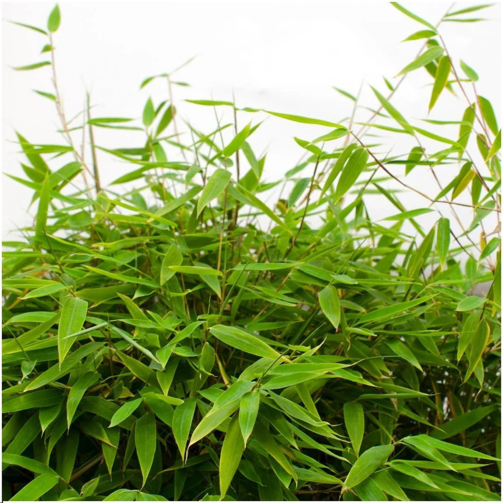 FARGESIA MURIELIAE  'Moontears Boobux'