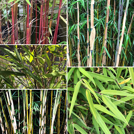 Mixed Fargesia clumping bamboo bundle of 5 plants