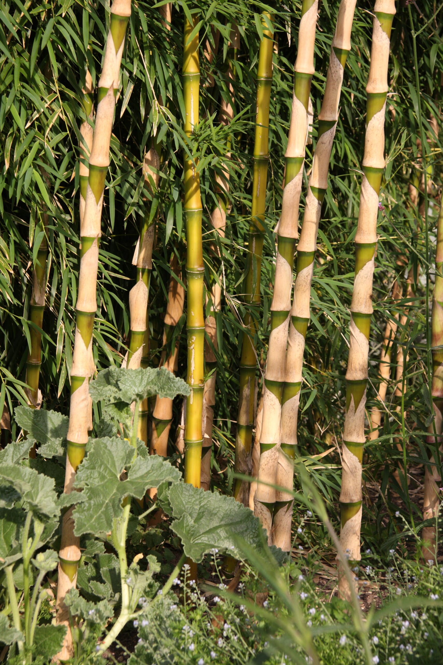 CHUSQUEA GIGANTEA (Rare)