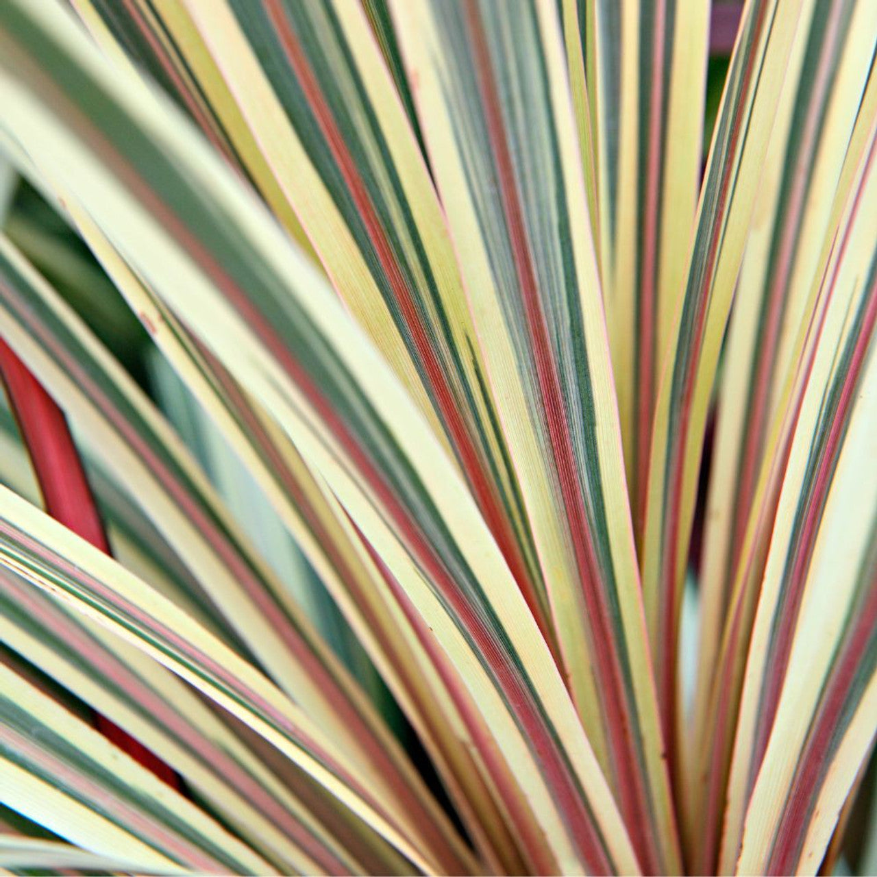 Cordyline Torbay Dazzler  (Cabbage Palm)