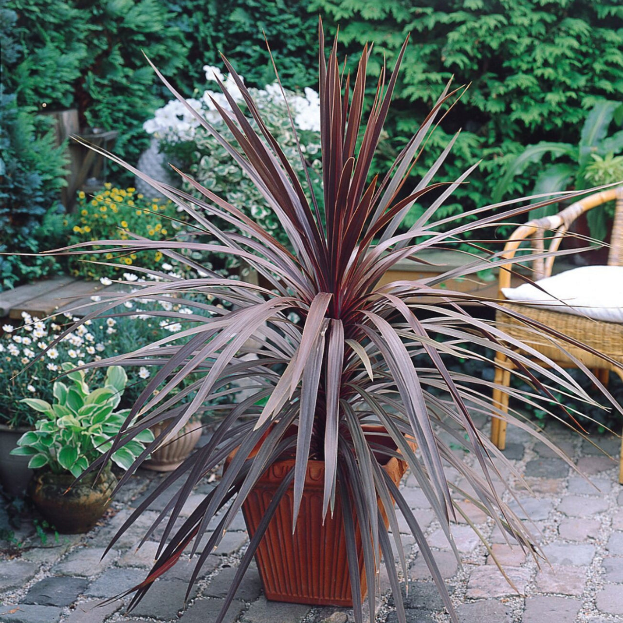 Cordyline Torbay Red (Cabbage Palm)