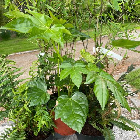 FATSIA JAPONICA 'Spiders Web'