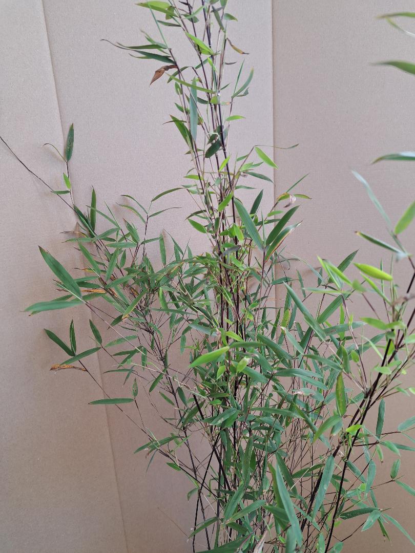 FARGESIA NITIDA JIUZHAIGOU 'Deep Purple'