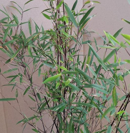 FARGESIA NITIDA JIUZHAIGOU 'Deep Purple'