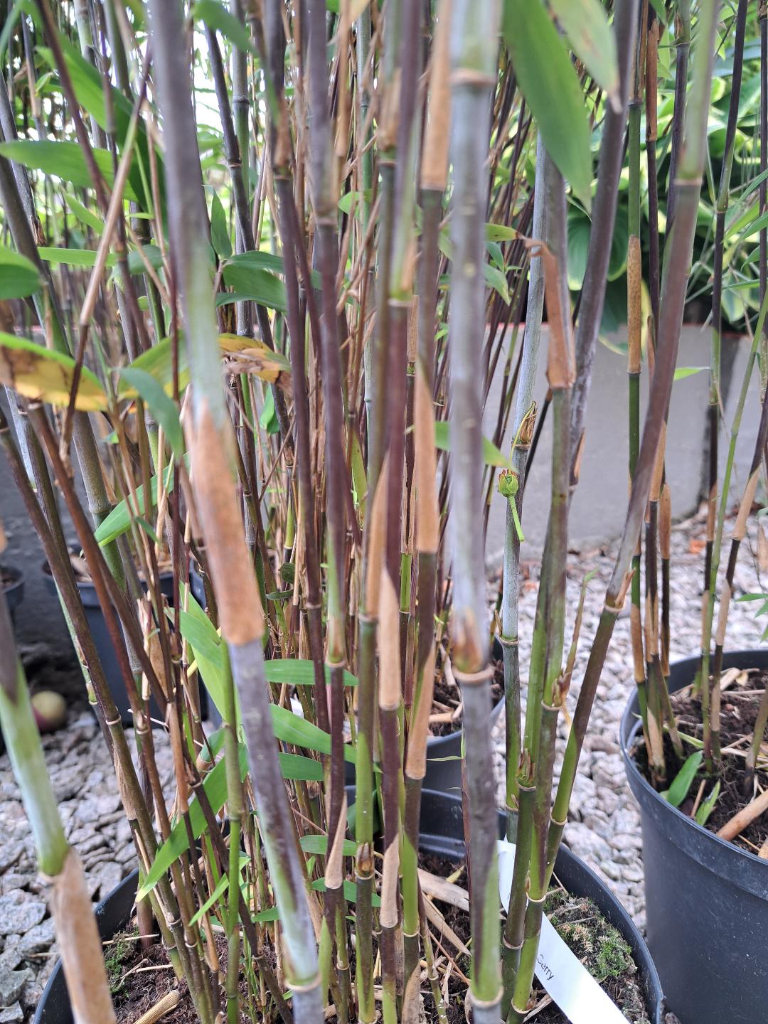 FARGESIA DEMISSA 'GERRY'