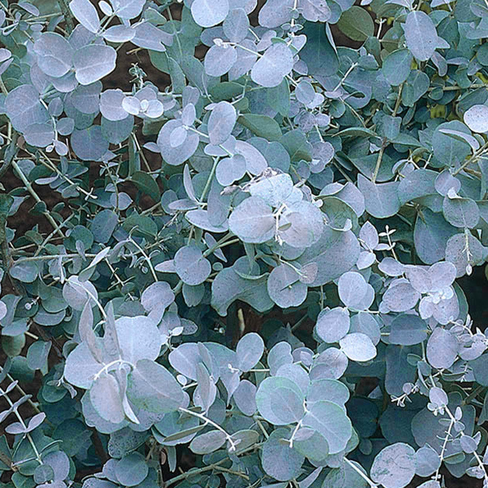 EUCALYPTUS 'GUNNII'   Tasmanian Cider tree