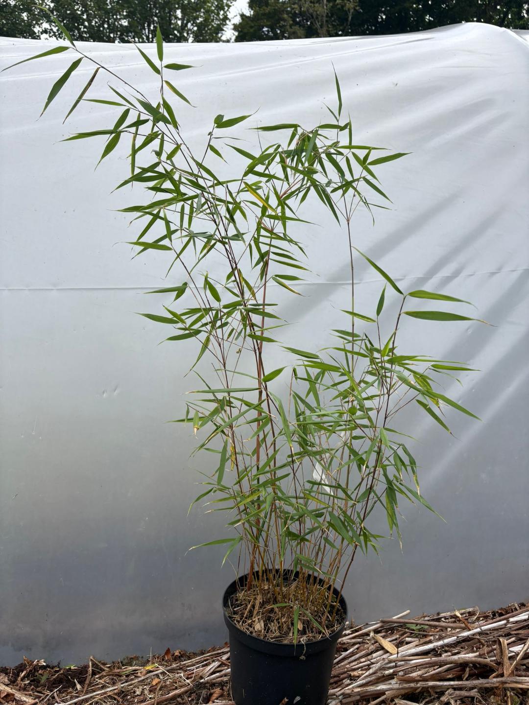 'One of'  5L Fargesia Scabrida 'Asian Wonder'