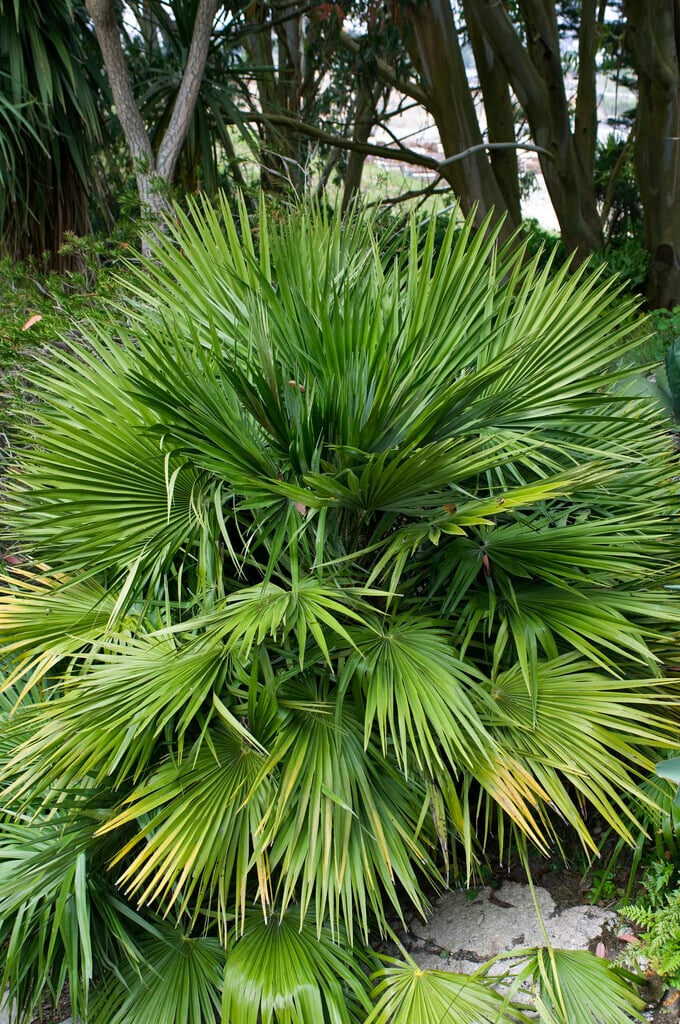 CHAMAEROPS HUMILIS   -   Dwarf Fan Palm