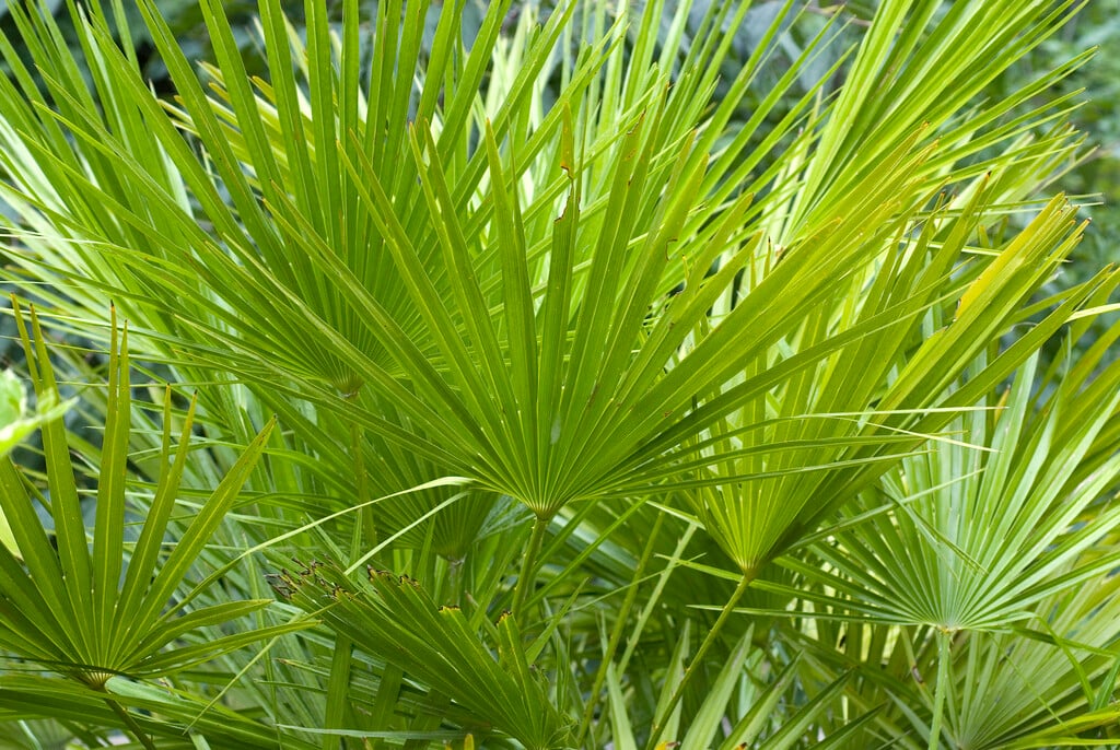 CHAMAEROPS HUMILIS   -   Dwarf Fan Palm