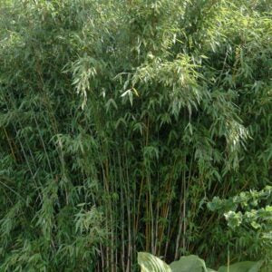 FARGESIA 'LITTLE ROCK'