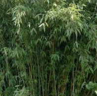 FARGESIA 'LITTLE ROCK'