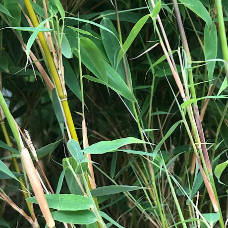 FARGESIA MURIELAE LAVA (Dwarf Clumping Bamboo)