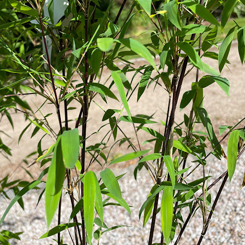 FARGESIA NITIDA 'VOLCANO'  Chinese Fountain Bamboo