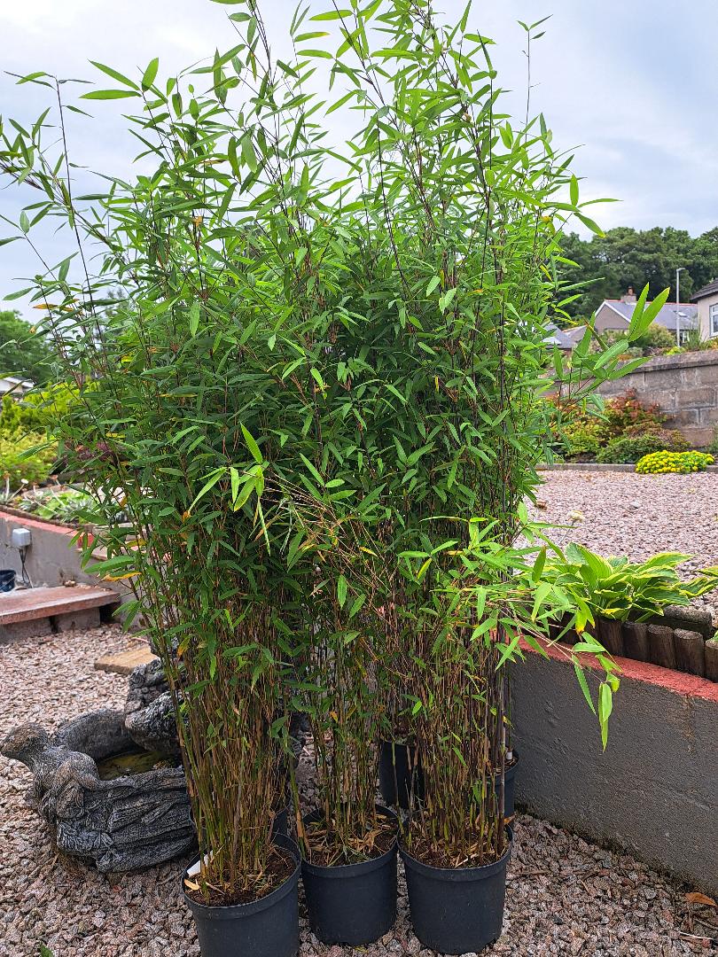 FARGESIA DEMISSA 'GERRY'