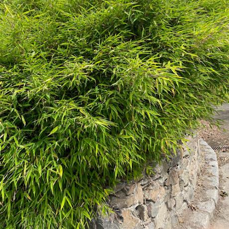 FARGESIA MURIELAE LAVA (Dwarf Clumping Bamboo)