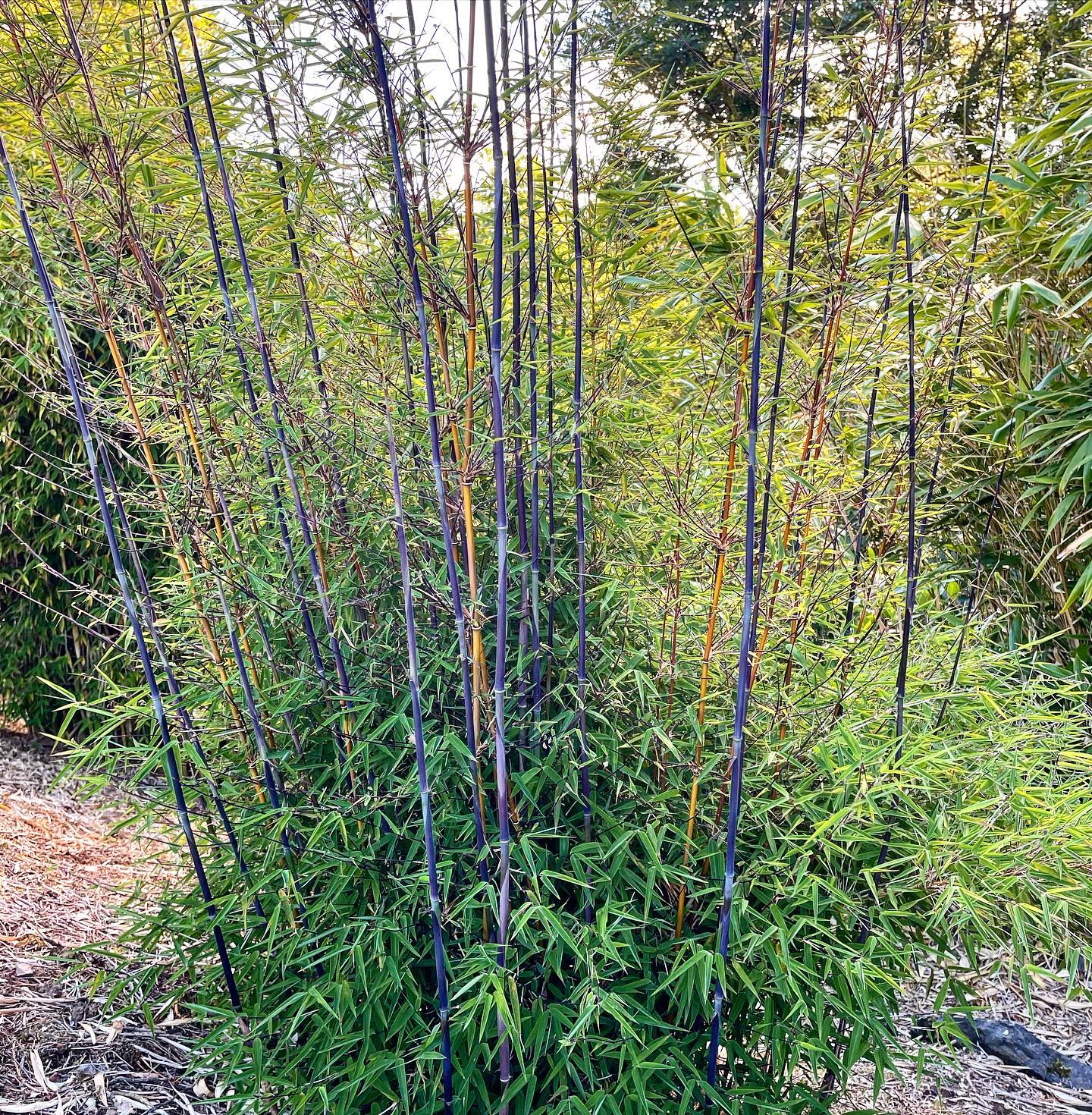 FARGESIA JIUZHAIGOU 'Genf' RED Stemmed Bamboo