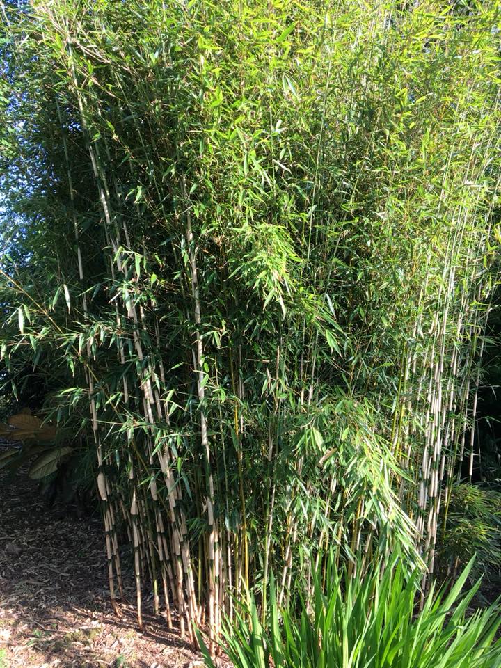 FARGESIA ROBUSTA 'CAMPBELL'