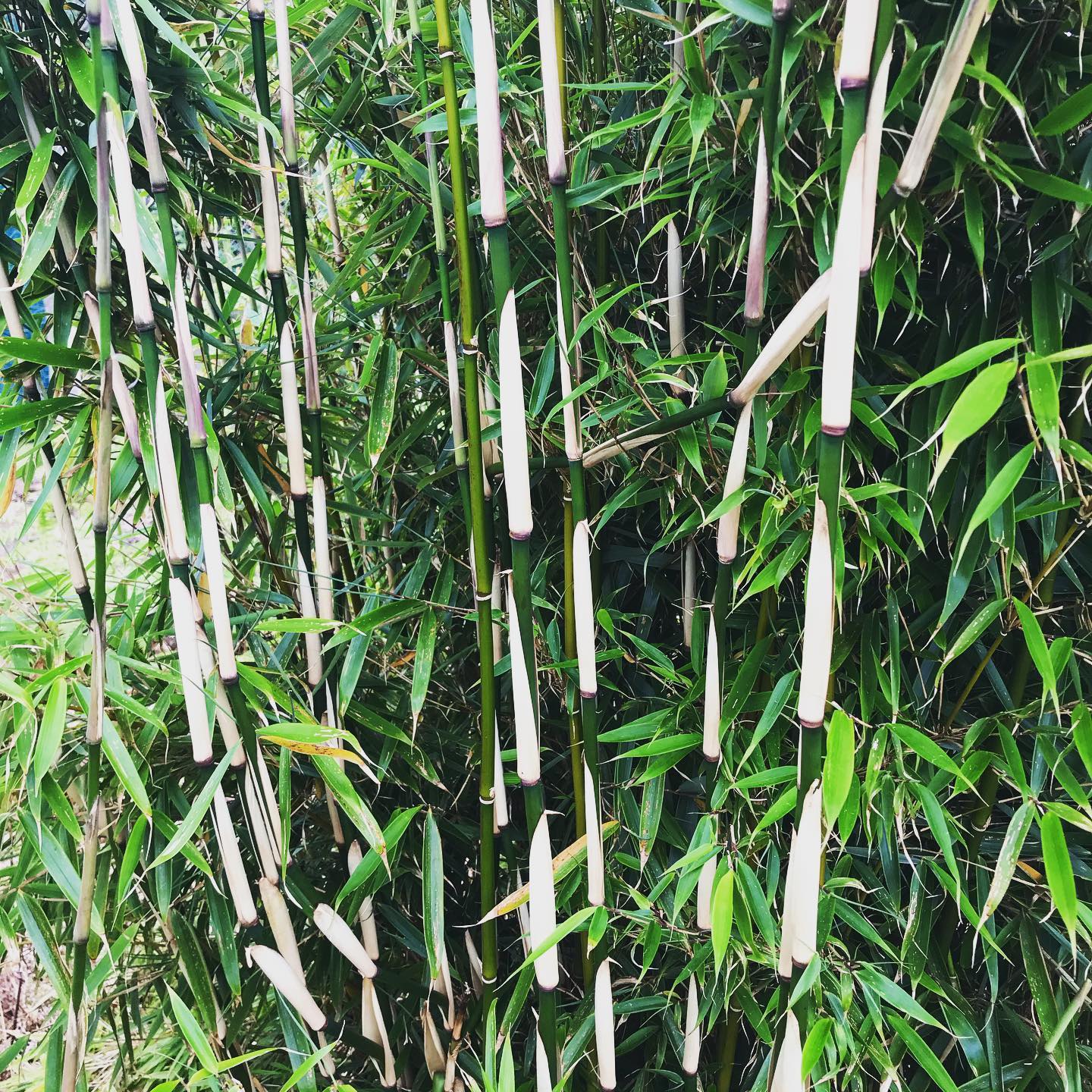 FARGESIA ROBUSTA 'CAMPBELL'
