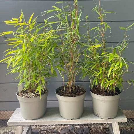 NEW Clumping Bamboo Mini Starter Pack of 3