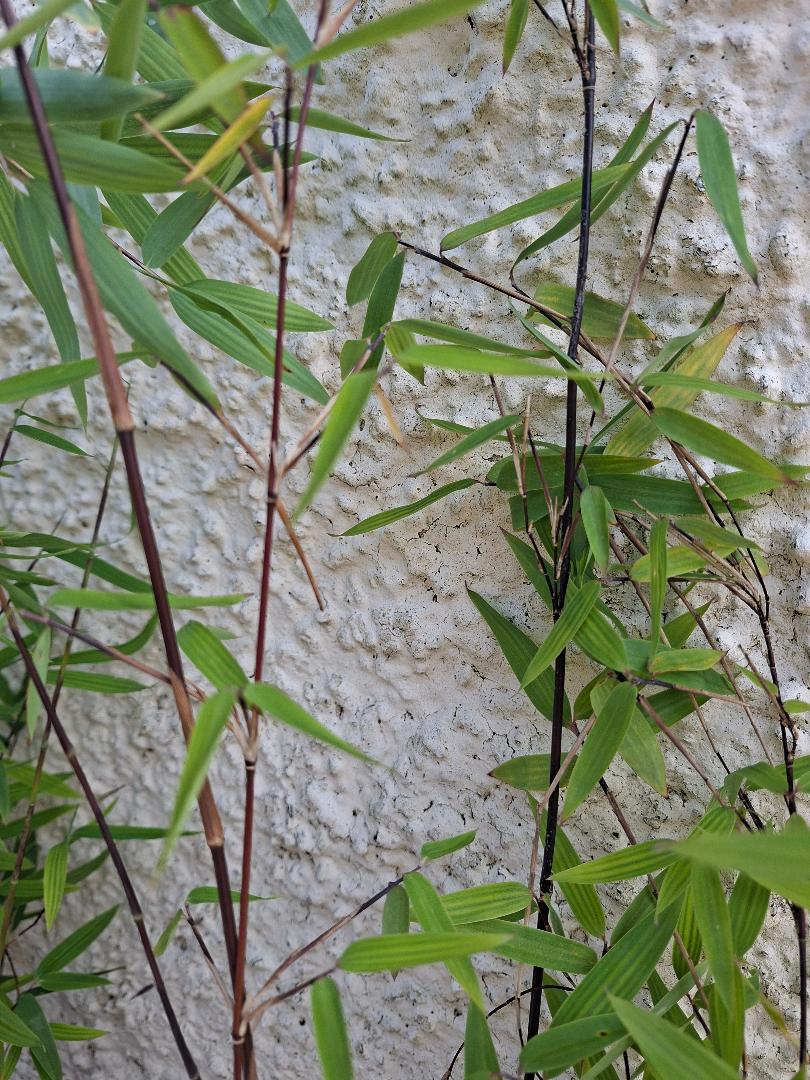 FARGESIA NITIDA JIUZHAIGOU 'Black Cherry'