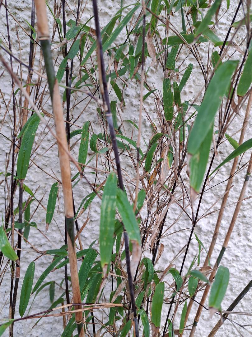 FARGESIA 'LITTLE ROCK'