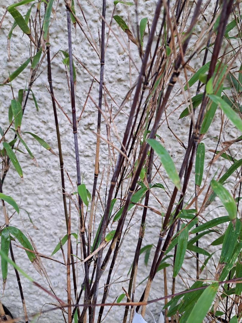 FARGESIA 'LITTLE ROCK'