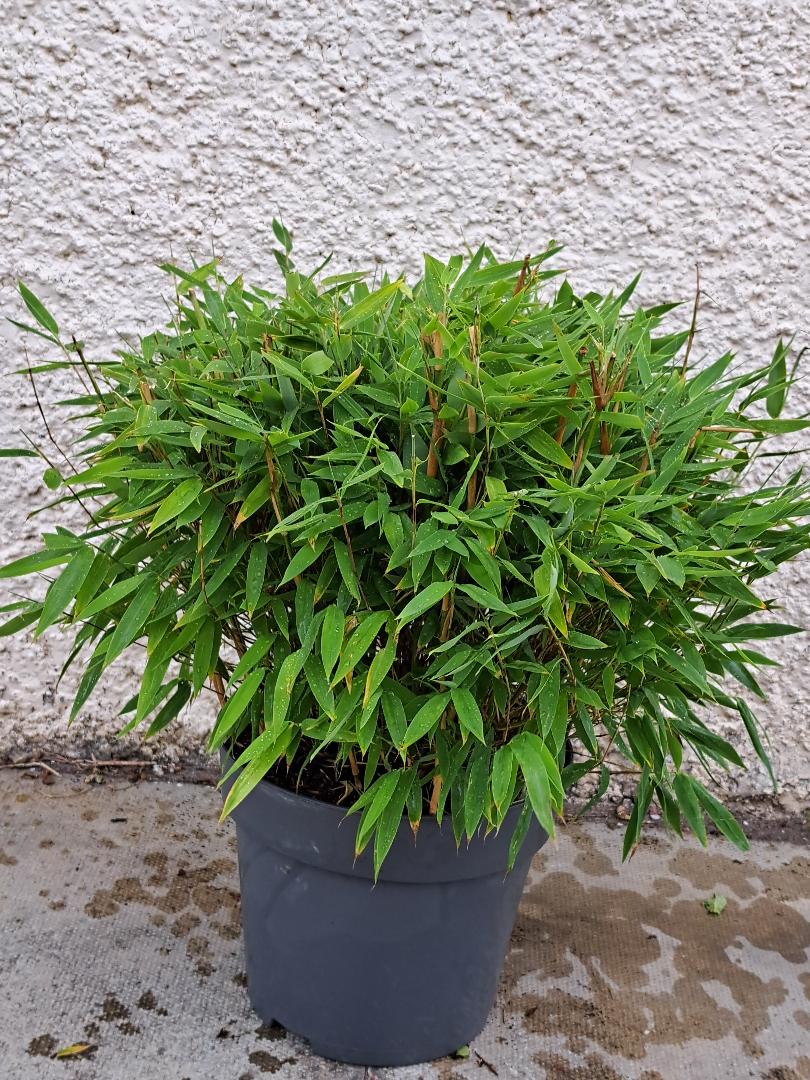 FARGESIA MURIELIAE  'Moontears Boobux'