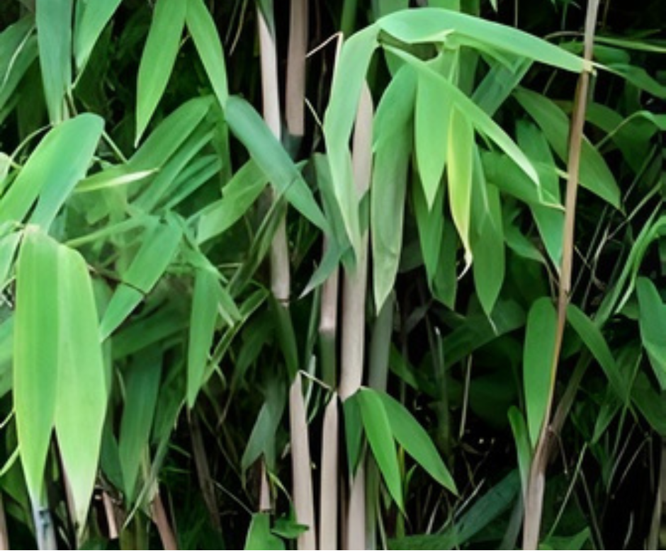 FARGESIA Nitida  'OBELISK'