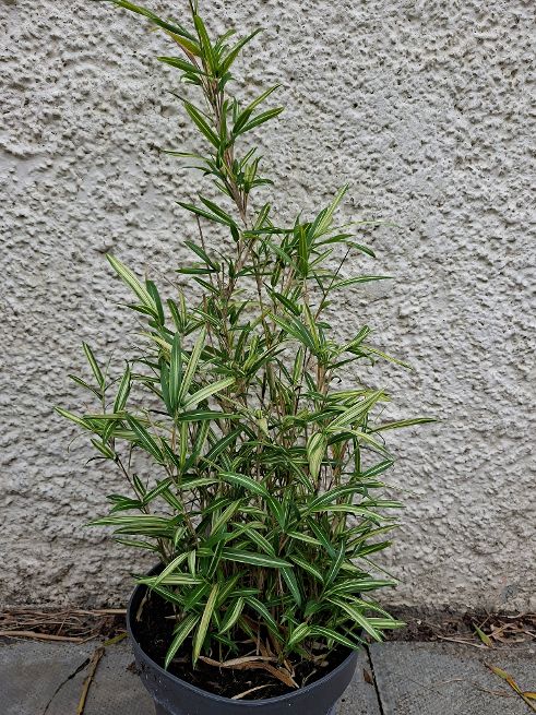 PLEIOBLASTUS SHIBUYANUS 'TSUBOI'  Dwarf white-striped bamboo.