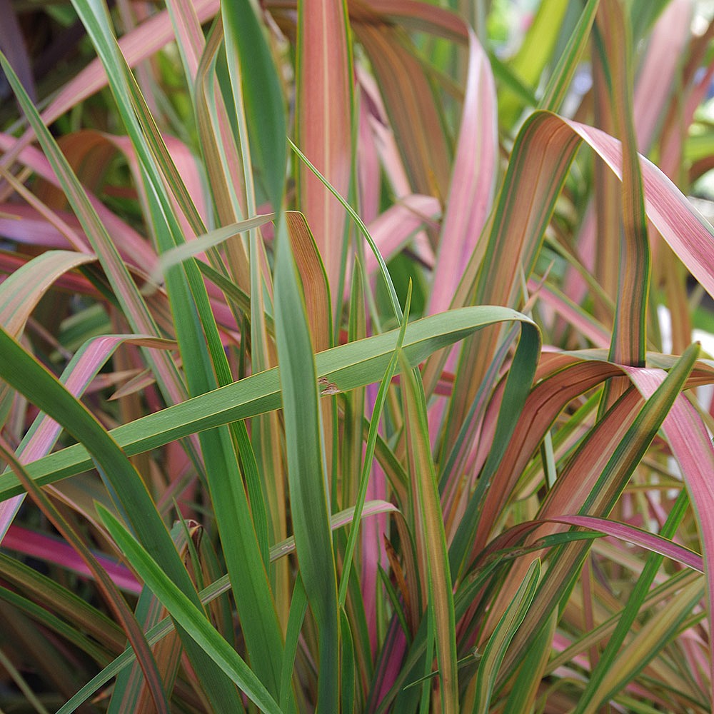 Formium Jester Phormium Jester (New Zealand Flax) – Scottish Bamboo