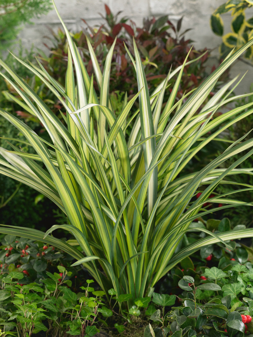 Phormium Cream Delight  (Mountain Flax)