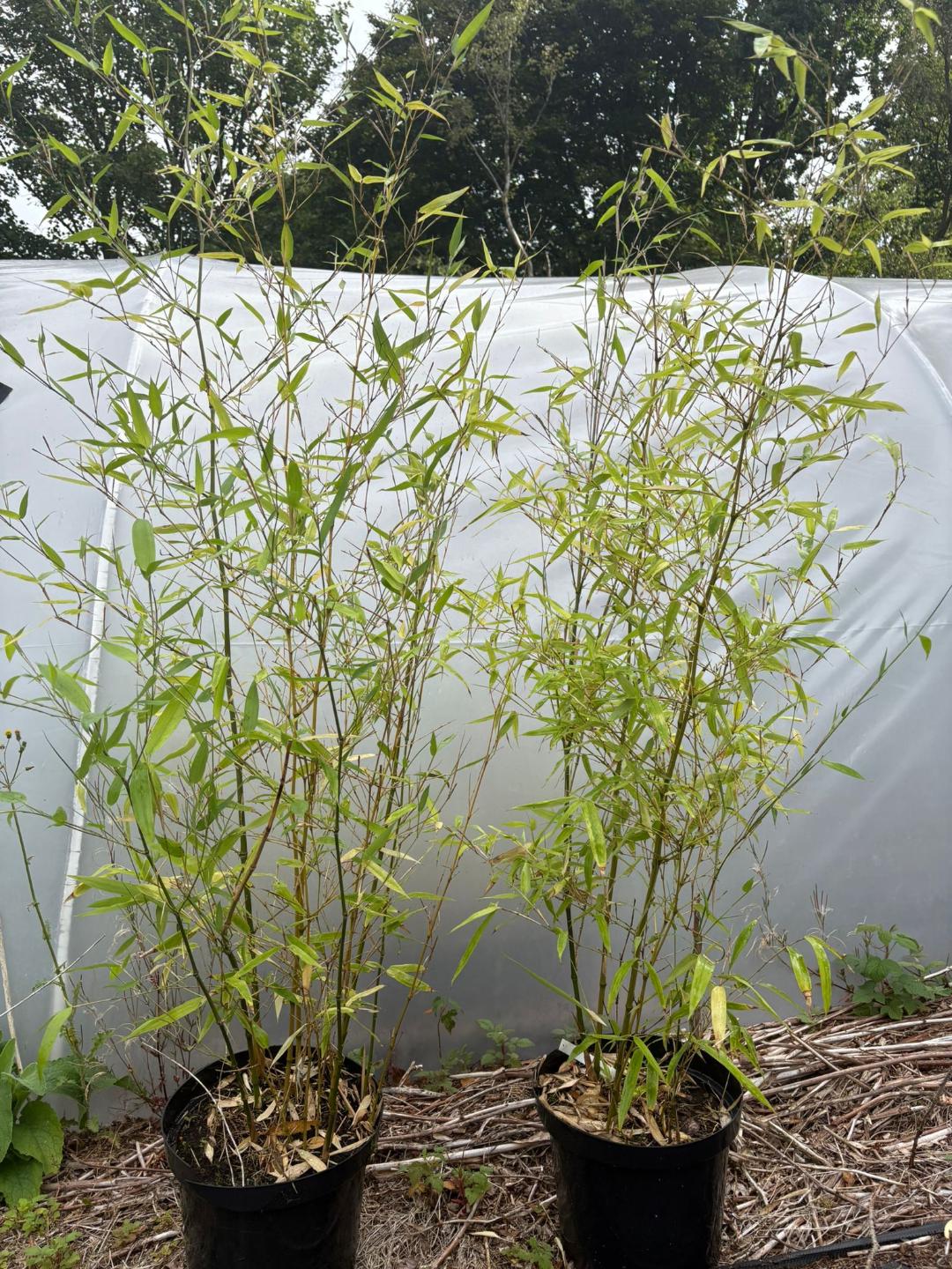 PHYLLOSTACHYS ATROVAGINTA 'Incense Bamboo'   -   10 LITRE
