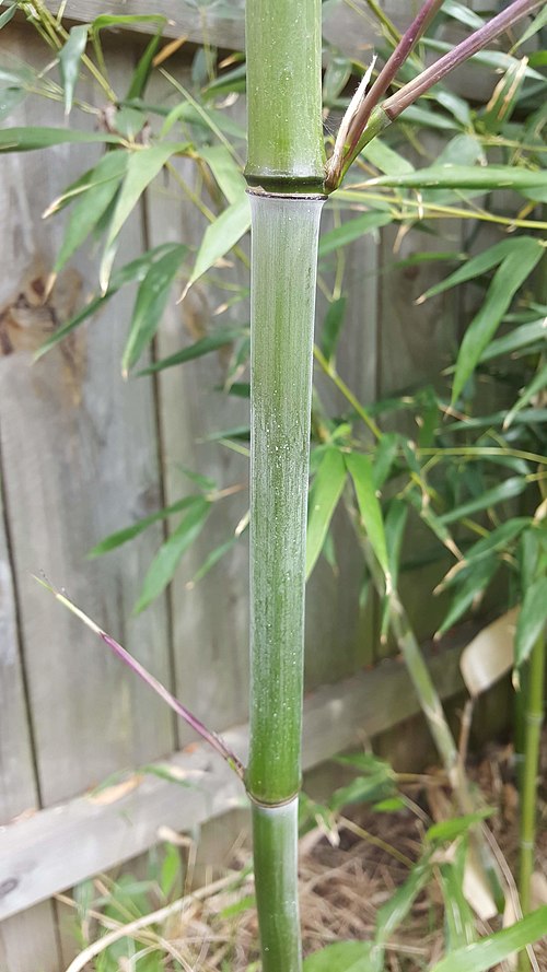 PHYLLOSTACHYS ATROVAGINTA 'Incense Bamboo'   -   10 LITRE
