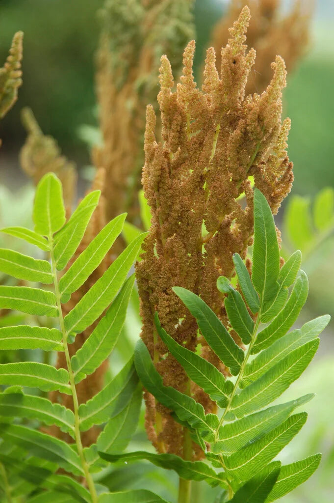 OSMUNDA REGALIS  'Royal Fern'