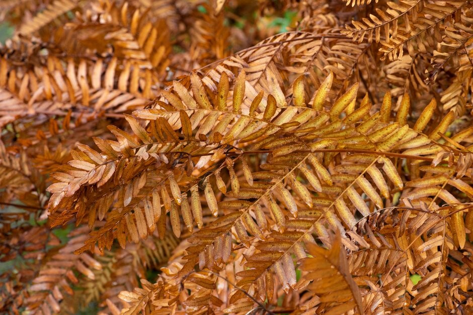 OSMUNDA REGALIS  'Royal Fern'